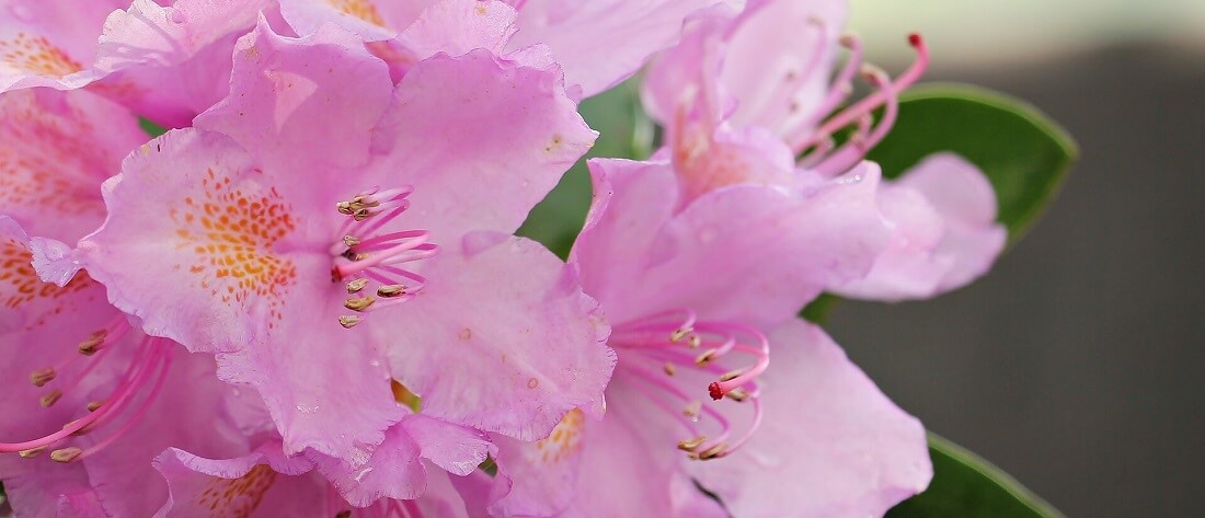 Azalia japońska (Rhododendron japonicum)