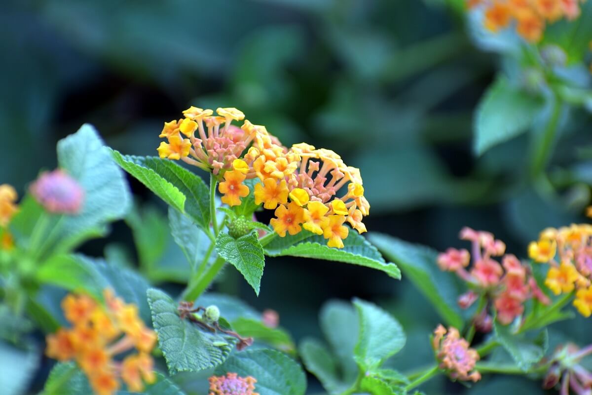 lantana-camara.jpg