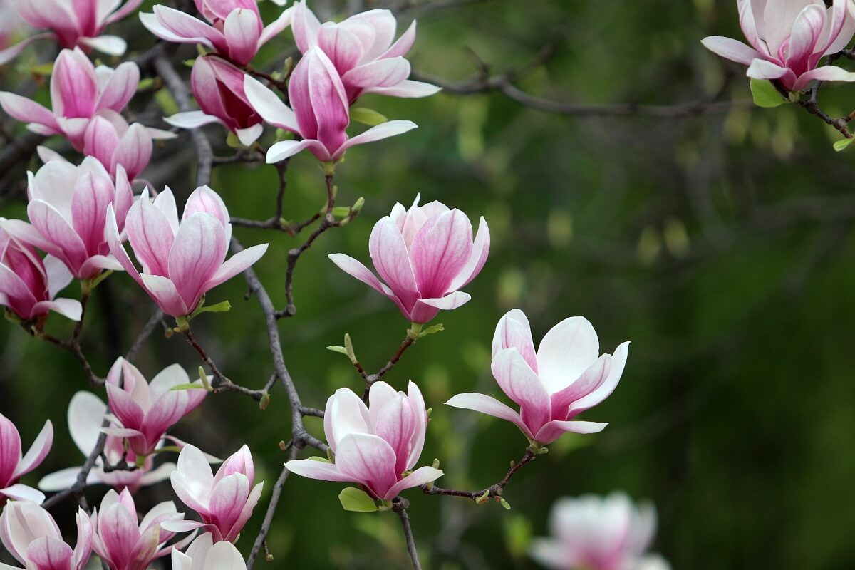 magnolia-w-ogrodzie.jpg