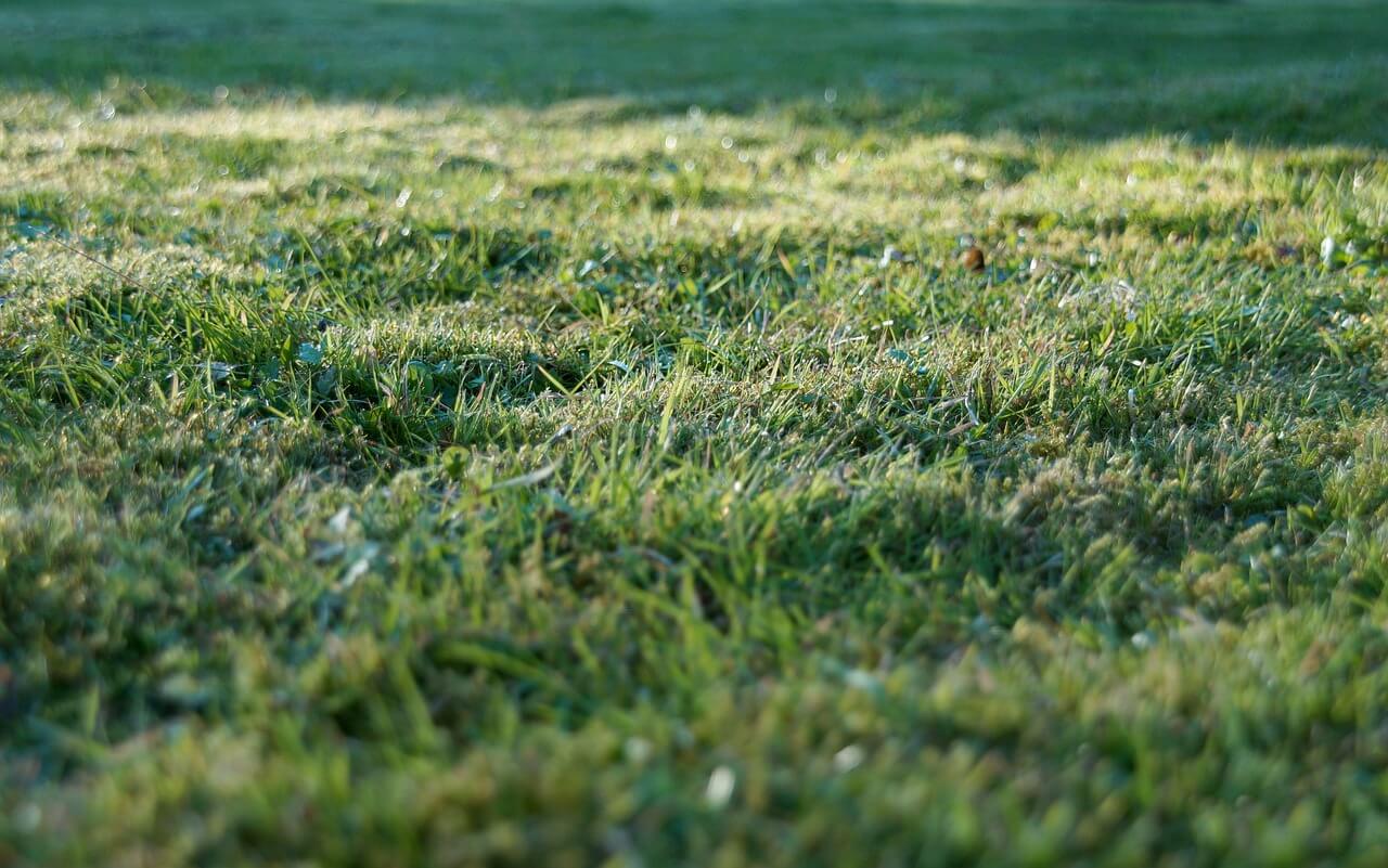 Zdrowy trawnik bez oznak pleśni śniegowej