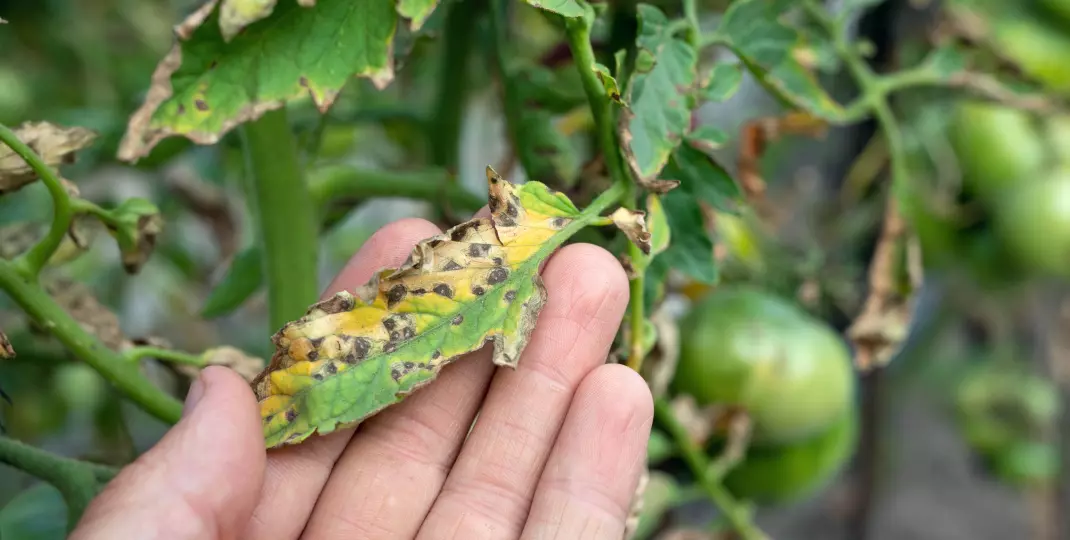 Co niszczy Twoje rośliny - przegląd najpopularniejszych chorób wirusowych i grzybiczych