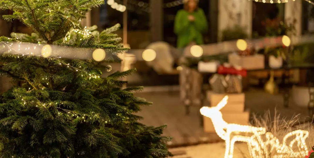Choinka w ogrodzie - Przydomowy iglak jako bożonarodzeniowe drzewko