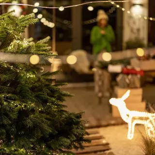Choinka w ogrodzie - Przydomowy iglak jako bożonarodzeniowe drzewko