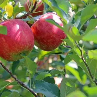 Odmiany jabłoni idealne do sadu i odporne na parcha