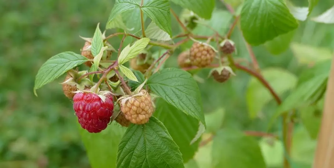 Jak i kiedy obcinać maliny na zimę? Praktyczne porady