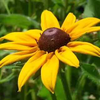 Rudbekia błyskotliwa – idealny kwiat ogrodowy. Jak uprawiać?