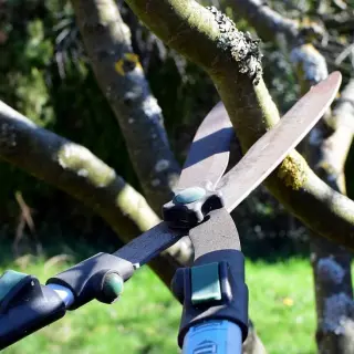 Techniki cięcia drzew owocowych. Jakie narzędzia wybrać?