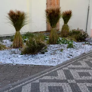 Jak prawidłowo zabezpieczyć trawy ozdobne na zimę? Poradnik