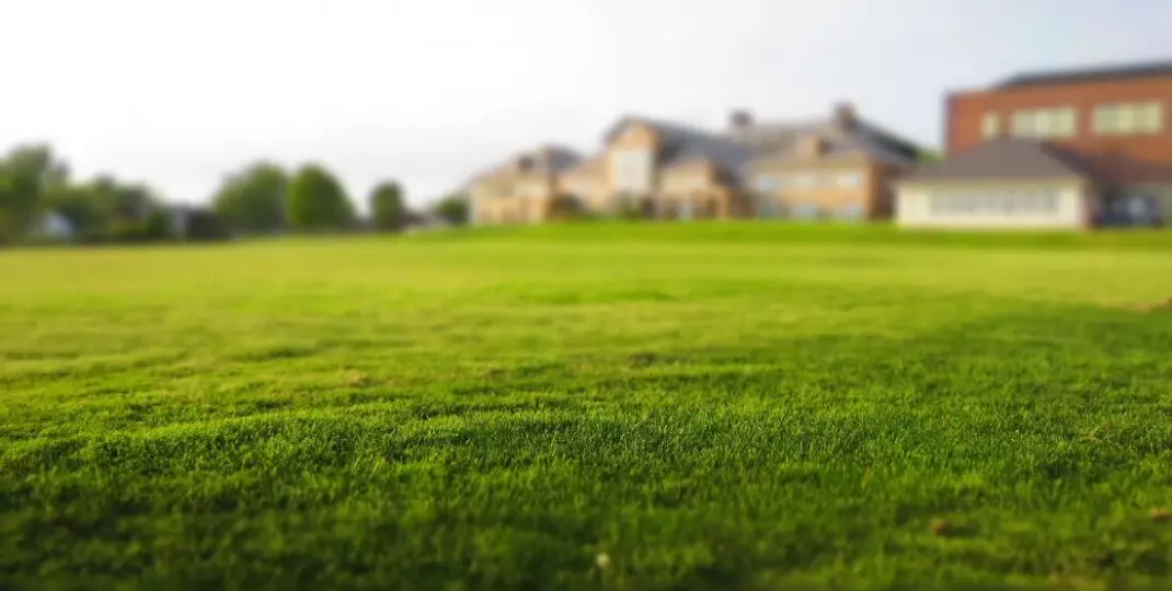 Zielony trawnik – co zrobić, by trawnik był zdrowy?